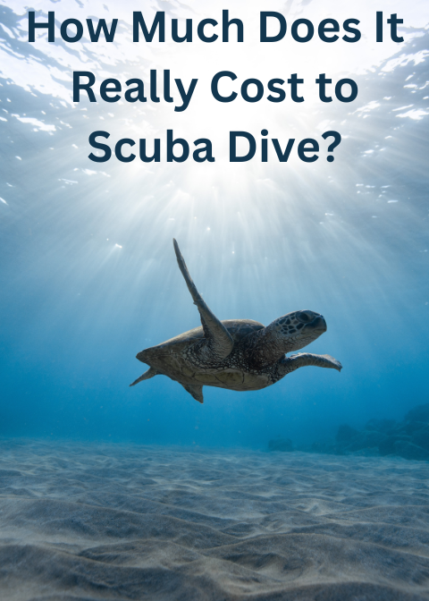 How Much Does It Really Cost to Scuba Dive?