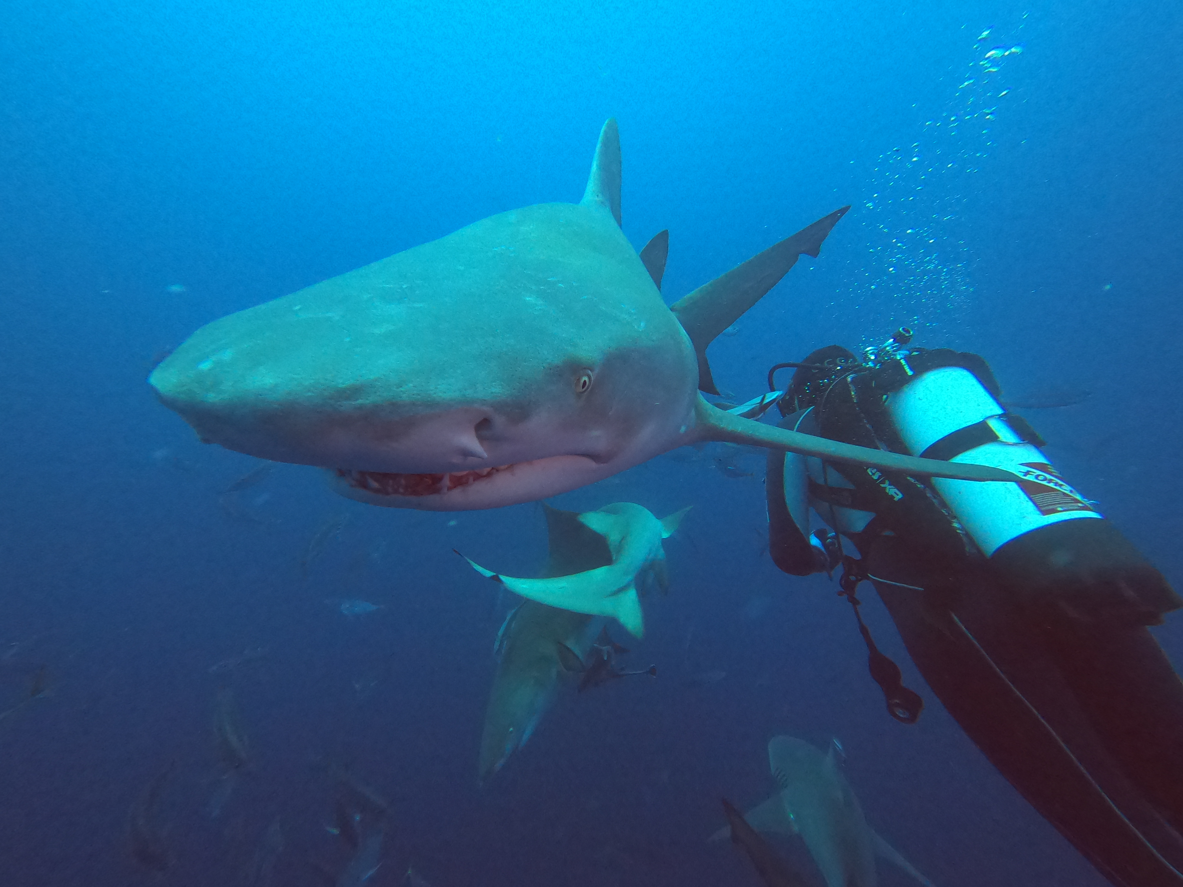 Common Scuba Diving Fears